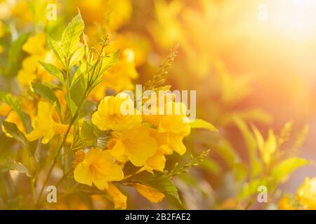 Macro cespuglio di giallo sambuco, Trumpetbush o Trumpet fiore sul ramo nel giardino al mattino Foto Stock