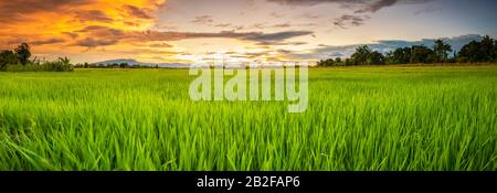 Panorama del paesaggio verde giovane campo di riso e bellissimo cielo tramonto in Thailandia Foto Stock