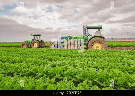 Campo agricolo di sedano impianti e macchine agricole Foto Stock
