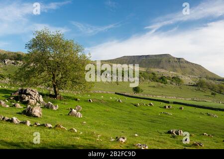 Vista estiva di Ingleborough, una delle Tre Vette più famose dello Yorkshire Foto Stock