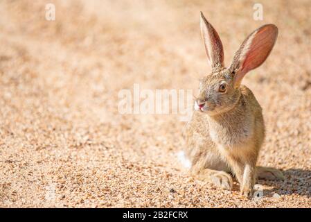 Un lepre semi-retroilluminato - Lepus saxatilis - nel Parco Nazionale Kruger, Sud Africa. L'illuminazione migliora i particolari nei vasi sanguigni nel har Foto Stock