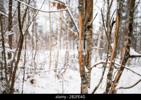 Albero con cervi sfrega nella foresta il giorno d'inverno. Abbaio strofinato di alberi dopo cervi liscia fuori crescente antlers Foto Stock