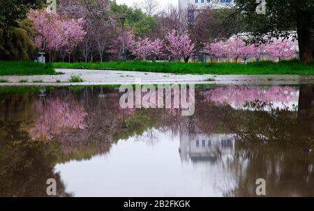 Wuhan, Provincia Cinese Di Hubei. 3rd Mar, 2020. La riflessione dei fiori di ciliegio è vista in acqua all'Università di Wuhan a Wuhan, capitale della provincia centrale cinese Hubei, 3 marzo 2020. Credito: Fei Maohua/Xinhua/Alamy Live News Foto Stock