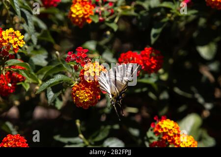 Primo piano di Una Scarsa farfalla Swallowtail, nutrendo su un gruppo di piccoli fiori arancione-giallo a mezzogiorno. Foto Stock