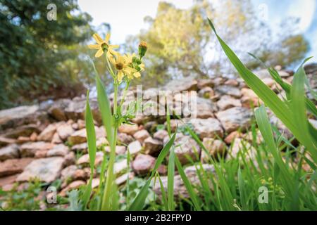 Crisantemi (a volte chiamati mums o crisanths) nella luce solare invernale contro un erba verde. Angolo basso. Primo piano. Riserva naturale Sataf, jerusale Foto Stock