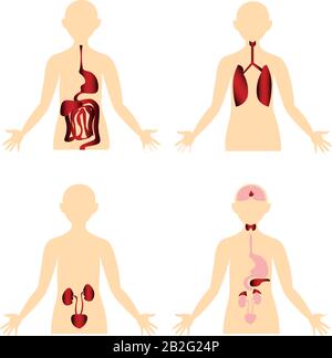 Malattia. Schema del corpo umano. Immagine anatomica. Apparato digerente, respiratorio, escretorio, endocrino. Illustrazione Vettoriale