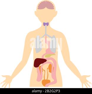Organi del corpo umano. Immagine anatomica. Apparato digerente, escretorio, respiratorio, endocrino. Illustrazione Vettoriale