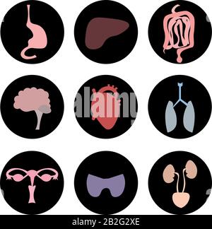 Organi del corpo umano. Immagine anatomica. Apparato digerente, escretorio, respiratorio, endocrino, riproduttivo. Cervello, cuore. Illustrazione Vettoriale