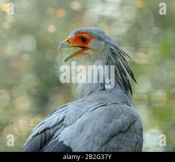 ritratto di secretary bird (sagittarius serpentarius) con becco aperto in zoo Foto Stock