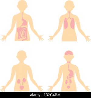 Salute. Schema del corpo umano. Immagine anatomica. Apparato digerente, respiratorio, escretorio, endocrino. Illustrazione Vettoriale