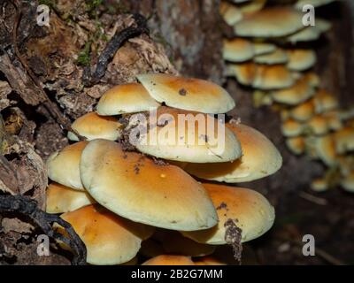 Gruppo di armillaria su un vecchio ceppo di legno Foto Stock
