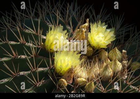 Sydney Australia, in cima ad una fioritura gialla ferocactus schwarzii cactus Foto Stock