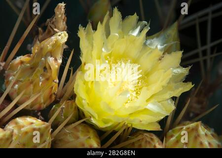 Sydney Australia, primo piano di un fiore giallo di cactus ferocactus schwarzii Foto Stock