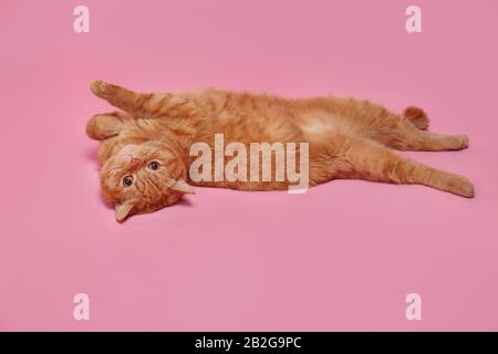 Spesso rigato rosso gatto britannico sdraiato sulla schiena su sfondo rosa Foto Stock