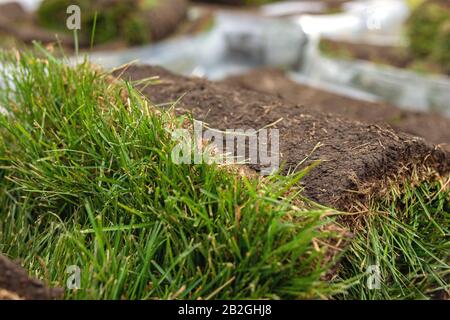 Turf rotolo di erba, erba verde tappeto in rotolo per prato. Pila di tappeto erboso rotoli di erba per la sistemazione paesaggistica. Foto Stock