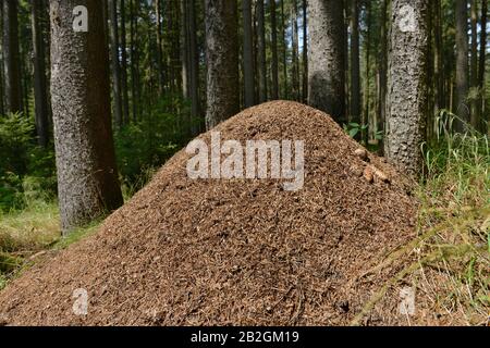 Ameisenhaufen, Fichtelgebirge, Oberfranken, Bayern, Deutschland Foto Stock