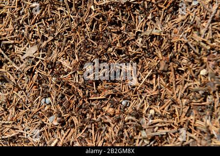 Ameisenhaufen, Fichtelgebirge, Oberfranken, Bayern, Deutschland Foto Stock