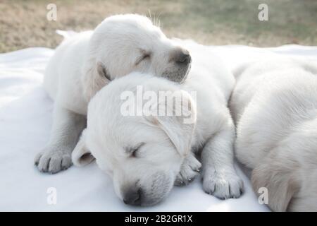 Cuccioli di Labrador dormono / cani neonati in purea carino che si stendono Foto Stock