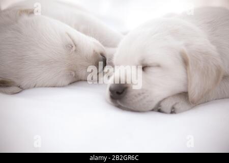 Labrador cuccioli dormire / due carini cuccioli di razza purea che si stendono Foto Stock