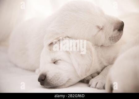 Labrador cuccioli dormire / due carini cuccioli di razza purea che si stendono Foto Stock