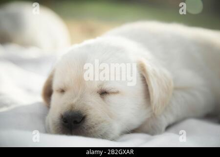 Colpo di testa di labrador sonno riever cucciolo / Newborn labrador riever cucciolo dormire Foto Stock