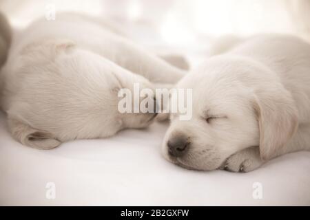 Labrador cuccioli dormire / due carini cuccioli di razza purea che si stendono Foto Stock