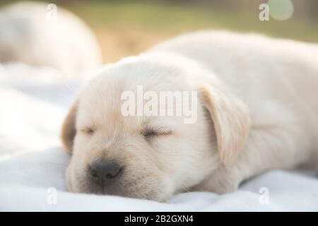 Colpo di testa di labrador sonno riever cucciolo / Newborn labrador riever cucciolo dormire Foto Stock