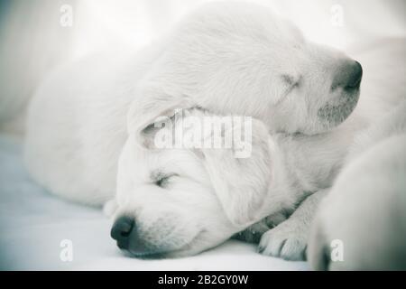 Labrador cuccioli dormire / due carini cuccioli di razza purea che si stendono Foto Stock