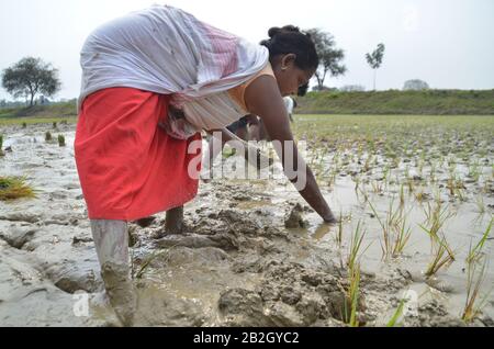 Nagaon, Assam / India - 03 marzo 2020 : Gli Agricoltori hanno visto impegnati nella coltivazione di risaie in un campo agruturale del villaggio di Pahukata ad Assam Foto Stock