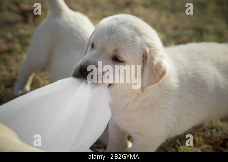 Il cucciolo di labrador piccolo sta giocando / Beige Purebred il cane neonato sta giocando nel cortile Foto Stock