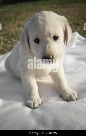 Piccolo cucciolo di labrador seduto su un foglio bianco / Beige Purebred cane neonato sta giocando nel cortile Foto Stock