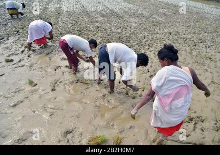 Nagaon, Assam / India - 03 marzo 2020 : Gli Agricoltori hanno visto impegnati nella coltivazione di risaie in un campo agruturale del villaggio di Pahukata ad Assam Foto Stock