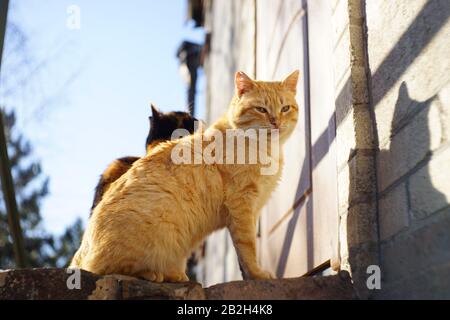 I gatti rossi e tricolore sono seduti in un giardino soleggiato vicino alla porta e in attesa del proprietario. Foto Stock