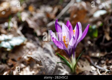 Primo piano di fiori germogliati di zafferano selvatico, petali viola e gambo giallo. Preso nei boschi. Non Commestibile. Foto Stock