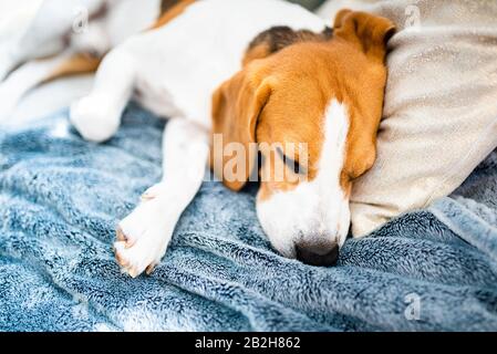 Il cane Beagle dorme su un divano all'interno Foto Stock