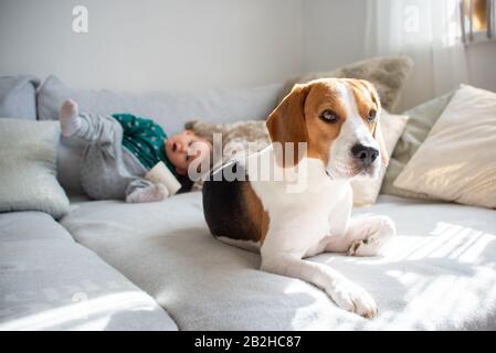 Cane con una bambina carina su un divano. Beagle sdraiarsi di fronte, il bambino in background avendo divertimento Foto Stock