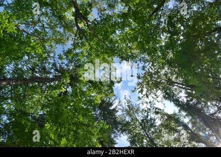 Wald Bei Karlsbad, Tschechien Foto Stock