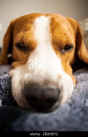 Cane Beagle Che Posa su coperta su un divano. Foto Stock