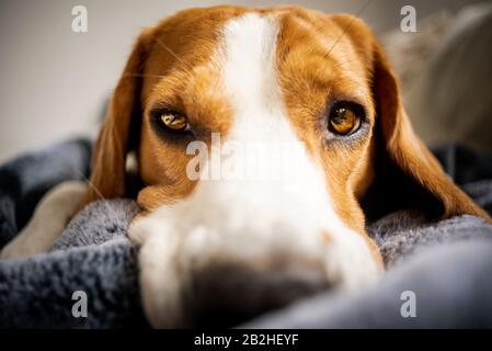 Cane Beagle Che Posa su coperta su un divano. Foto Stock