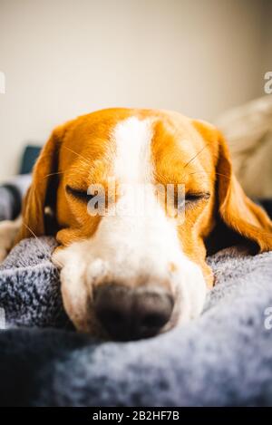 Cane Beagle Che Posa su coperta su un divano. Foto Stock