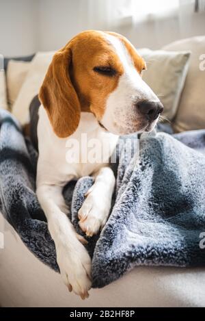 Cane Beagle Che Posa su coperta su un divano. Foto Stock