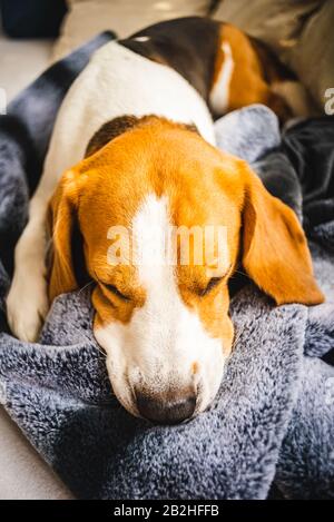 Cane Beagle Che Posa su coperta su un divano. Foto Stock