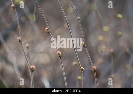 Bella primavera rosso cespuglio gemme su uno sfondo sfocato Foto Stock