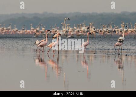 Cormorano a Bharatpur Foto Stock