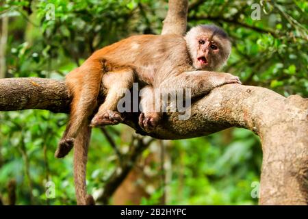 Scimmia Whelp Sdraiato Su Una Diramazione Shoot Nel Selvaggio Nella Foresta Pluviale Ecuadoriana Foto Stock