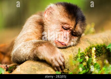 Primate Monkey Youth Sdraiato Su Una Diramazione Shoot Into The Wild Nella Foresta Pluviale Ecuadoriana Foto Stock