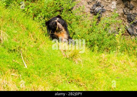 Grande Orso Andino Maschile Shoot Nel Selvaggio In Equadoriana Ande Montagne Foto Stock