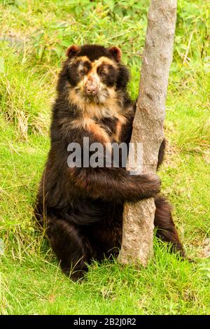 Grande Orso Masculine Ande Shoot Nel Selvaggio In Equadorian Ande Montagne Foto Stock