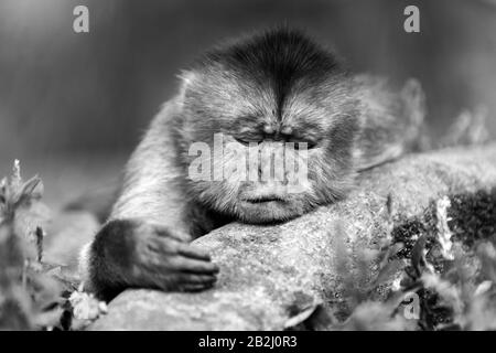 Scimmia cappuccino Cub giacente su un ramo sparare nel selvaggio nella foresta pluviale ecuadoriana Foto Stock