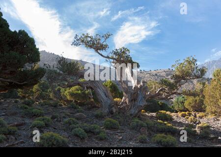 albero antico nell'alto marocco Foto Stock